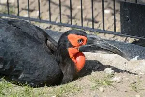 Sydlig hornravn